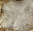 Petrified Wood (Bald Cypress) Slab - Saddle Mountain, WA #94040-1
